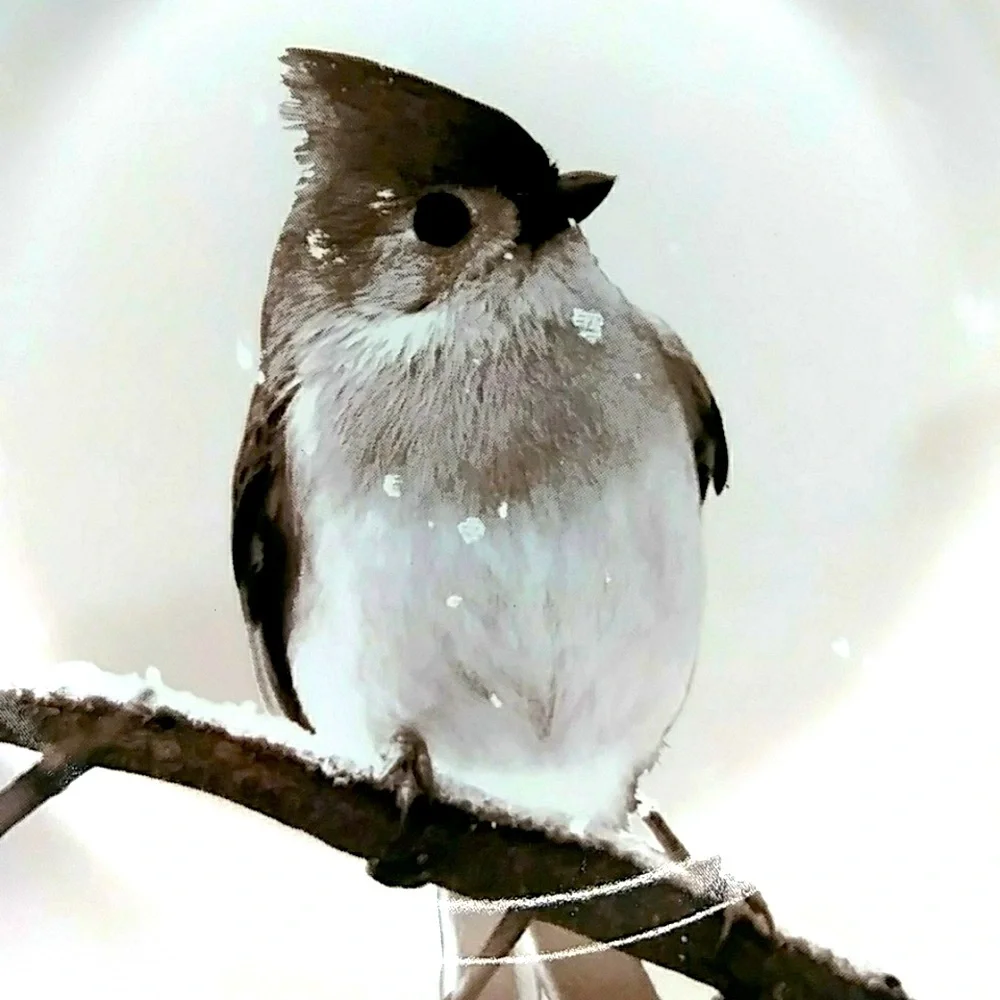 Pier 1 Winter Snowy Tufted Titmouse Bird on a Branch. Salad/ Accent Plate